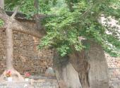 临沂天上王城景区旅游攻略 之 石抱树