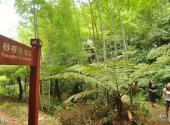 宜宾高县胜天红岩山旅游景区旅游攻略 之 桫椤海