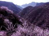 焦作神农山旅游攻略 之 桃花溪