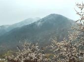 三门峡甘山国家森林公园旅游攻略 之 春之景