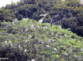 广州莲花山旅游区旅游攻略 之 鹭鸟保护区