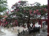 信阳灵山风景名胜区旅游攻略 之 百日红