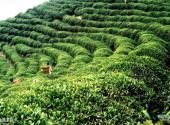 汉中午子山风景区旅游攻略 之 千亩茶园