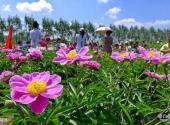 黑龙江农业经济职业学院芍菊古苑景区旅游攻略 之 芍菊园