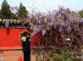 太原双塔寺旅游攻略 之 紫藤花