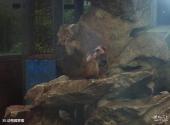如皋水绘园景区旅游攻略 之 动物园猕猴