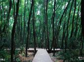 深圳大学校园风光 之 杜鹃山