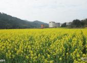 莆田瑞云山风景区旅游攻略 之 油菜花