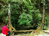 四川鼓城山•七里峡旅游攻略 之 夫妻树