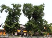 吴江圆通寺旅游攻略 之 “十样景”银杏树