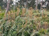 宜宾长宁佛来山旅游攻略 之 山上植物