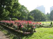 东京日比谷公园旅游攻略 之 玫瑰