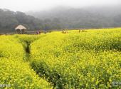 从化石门国家森林公园旅游攻略 之 黄金花海
