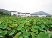 广元平乐旅游区旅游攻略 之 平乐莲池