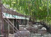 大洼西安生态养殖场旅游攻略 之 生态养殖场