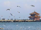 青岛栈桥旅游攻略 之 栈桥秋色