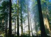 云南哀牢山国家级自然保护区旅游攻略 之 水表树