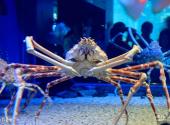 青岛水族馆旅游攻略 之 巨鳌蟹