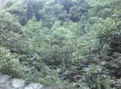 黔南州东山公园旅游攻略 之 古树