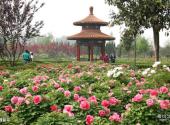 洛阳市中国国花园景区旅游攻略 之 魏紫亭