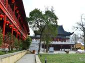 南京毗卢寺旅游攻略 之 古树