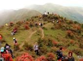 新兴广东天露山旅游度假区旅游攻略 之 杜鹃花