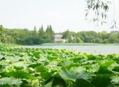 安庆菱湖风景区旅游攻略 之 荷塘