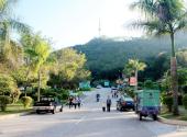 广东神光山国家森林公园旅游攻略 之 森林