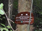 湖南六步溪国家级自然保护区旅游攻略 之 青檀林