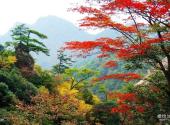 岳西明堂山风景区旅游攻略 之 红叶