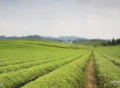 遵义凤冈茶海之心景区旅游攻略 之 茶园