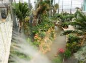 山东雪野农博园旅游攻略 之 植物