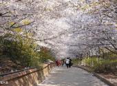 滨州邹平樱花山风景区旅游攻略 之 樱花大道