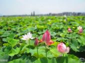 萍乡莲花荷花博览园旅游攻略 之 荷花观赏区