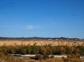 白杨河大峡谷旅游攻略 之 林地