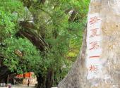 平乐榕津古榕群旅游攻略 之 华夏第一榕