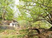 盘县古银杏风景区旅游攻略 之 石桥