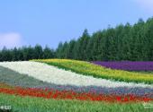 绵竹九龙山麓棠山旅游区旅游攻略 之 四季花田