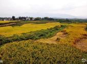 遂昌湖山森林公园旅游攻略 之 稻田