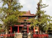 江都开元寺旅游攻略 之 千年银杏