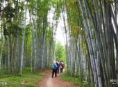 河源东江画廊风景区旅游攻略 之 绿竹长廊