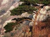 连云港灌云大伊山风景区旅游攻略 之 迎客松