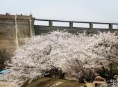 大连龙王塘水库旅游攻略 之 樱花