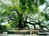 江西婺源风景区旅游攻略 之 严田古樟