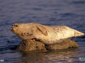 大连斑海豹国家级自然保护区旅游攻略 之 斑海豹