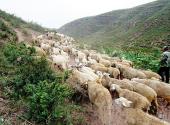 沁水示范牧场旅游攻略 之 牧羊人