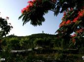 山东大学校园风光 之 玛珈山夏装