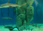 深圳野生动物园旅游攻略 之 水族馆