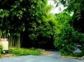 中科院华南植物园旅游攻略 之 竹园