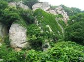 连云港市高公岛风景游览区旅游攻略 之 植被